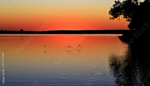 3 birds  over river sunset