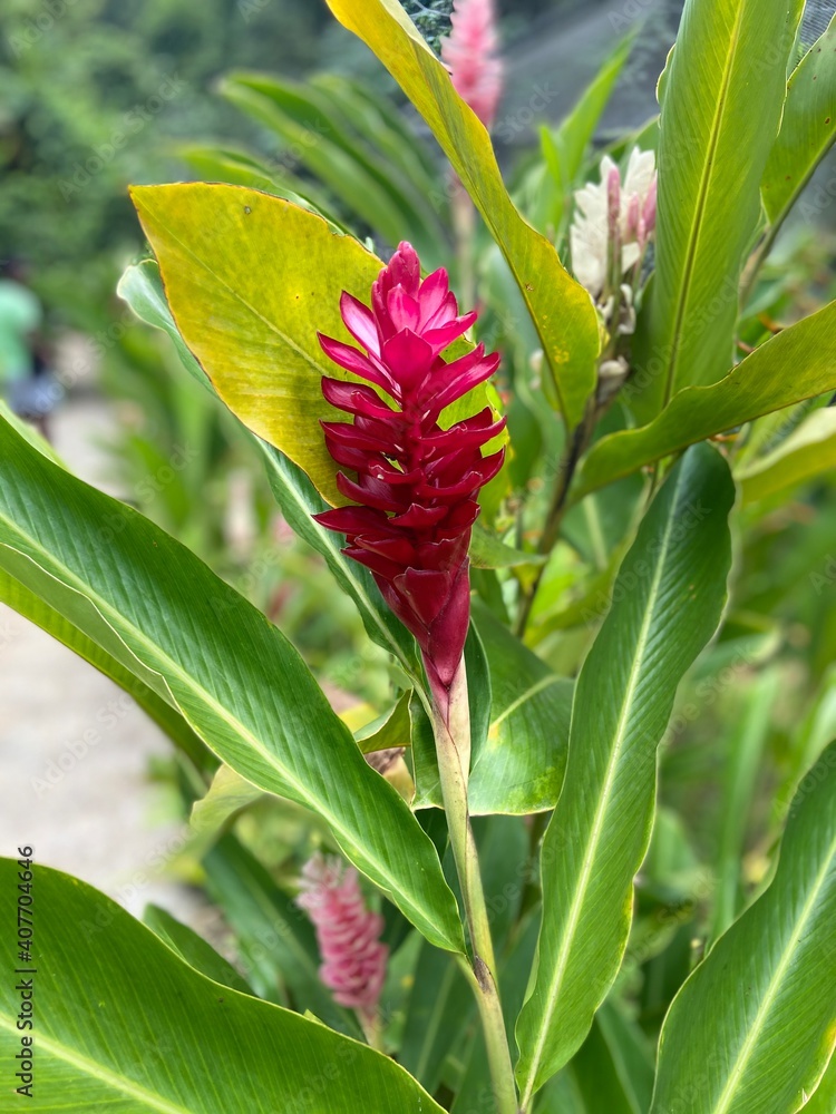 red and yellow flower