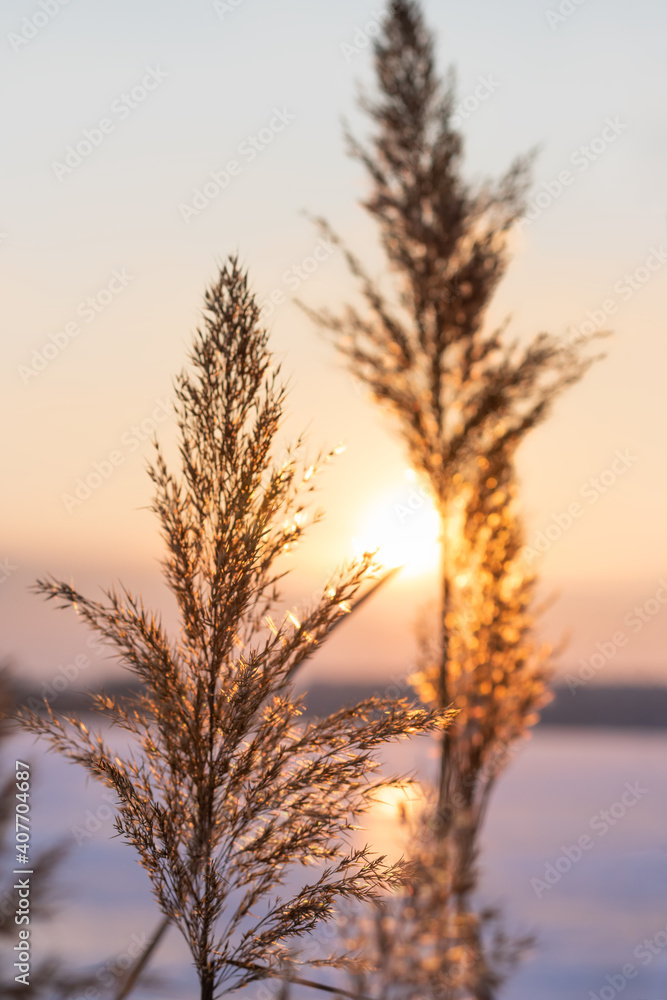 Obraz premium Pampas grass at beautiful sunset.