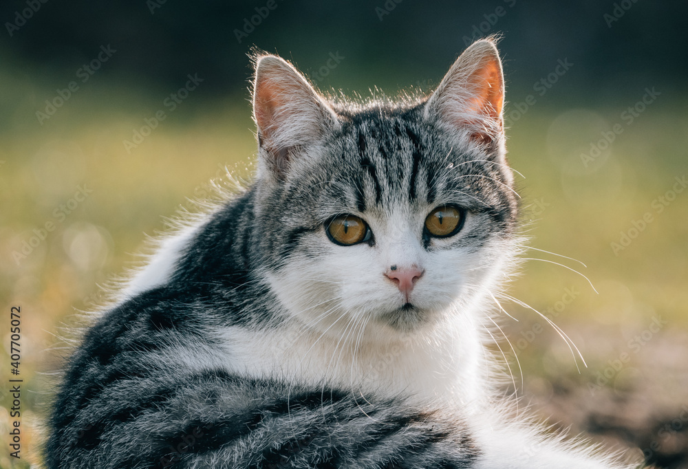 Cute young kitten outdoor Cute young kitten outdoor