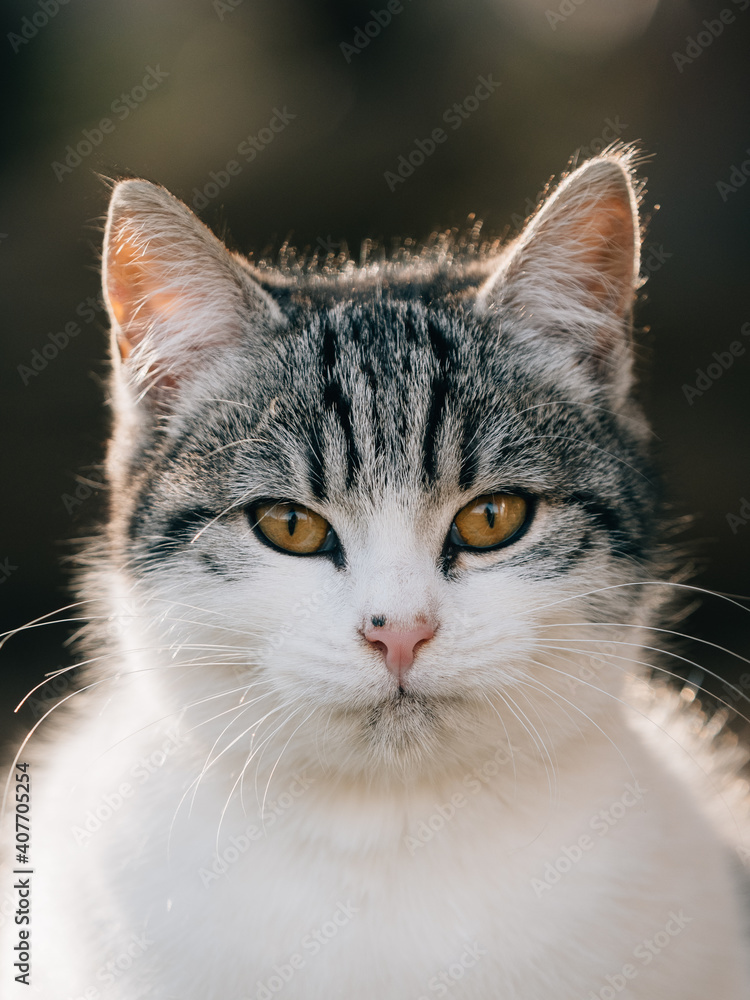 Cute young kitten outdoor