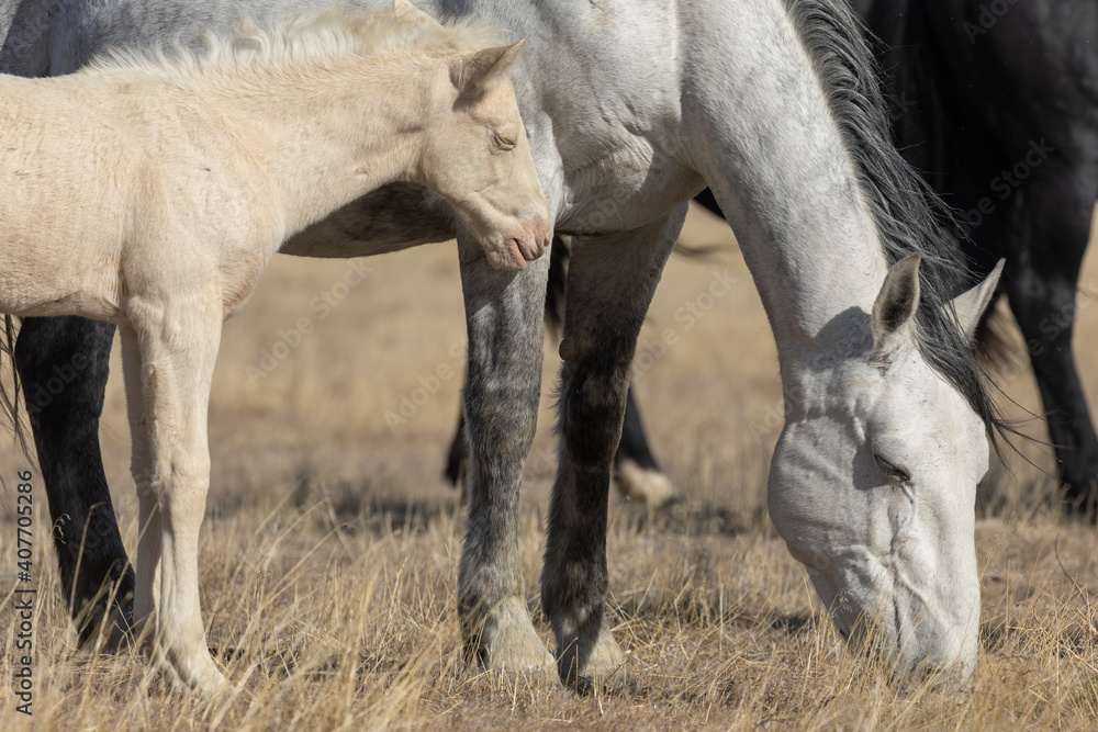 Obraz premium Wild Horse Mare and Her Foal in Utah