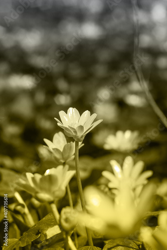 Buttercup yellow flower blooming in the spring in the woods. Color of the year 2021 photo