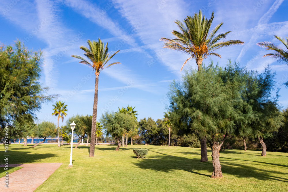 Palms at Mallorca