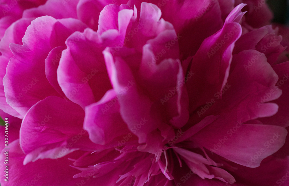 close up of pink flower