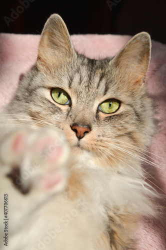 Gray cat with the green eyes potrait 