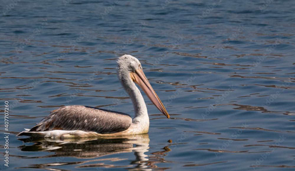Dalmatian Pelican (Pelecanus crispus) fishing in blue water lake. Dalmatian Pelican (Pelecanus crispus) fishing in blue water lake.
