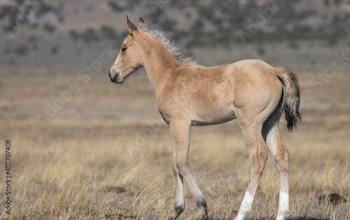 Foto Cute Wild Horse Foal in Utah