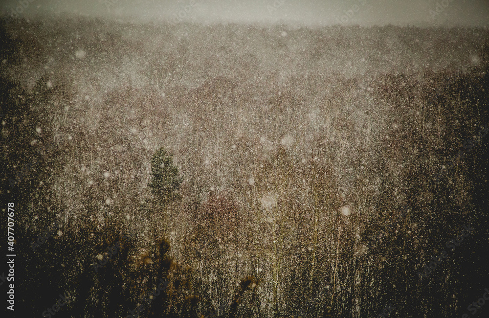 Fototapeta premium Zimowy horyzont i śniego padający na las