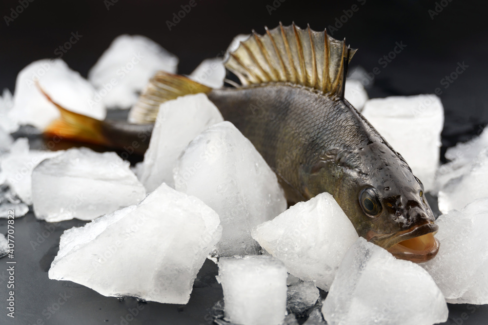 Fresh perch on pieces of ice, on a black background. Predatory fish