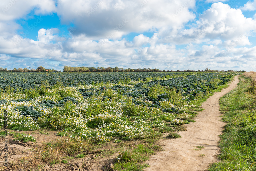 Hiking trail past savoy cabbage fields along the steep coast in the southeast towards the lighthouse on the Baltic Sea island of Fehmarn