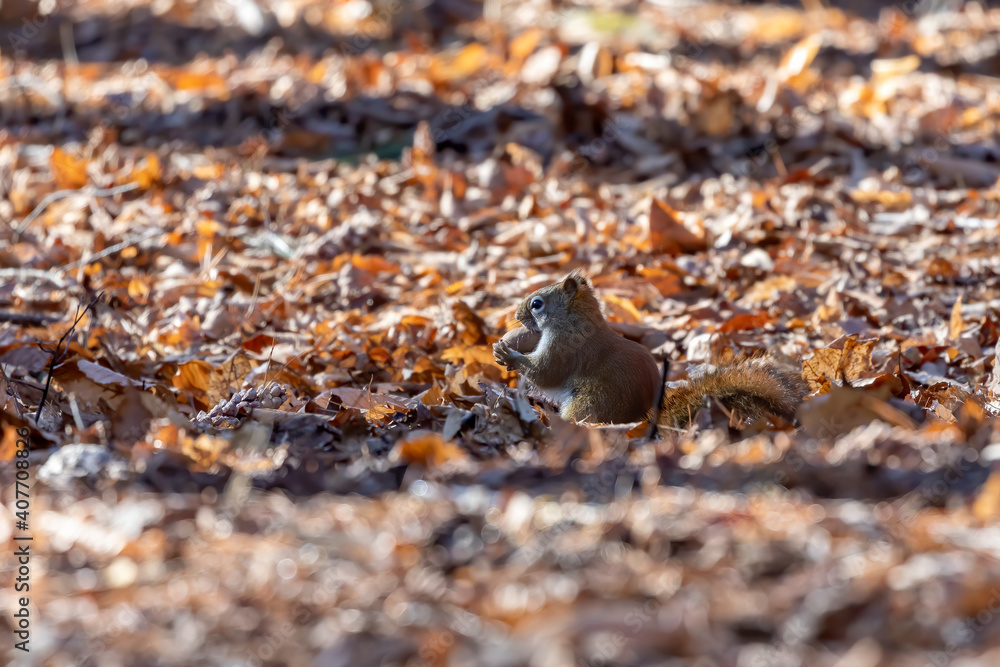 American red squirrel with walnut in the park