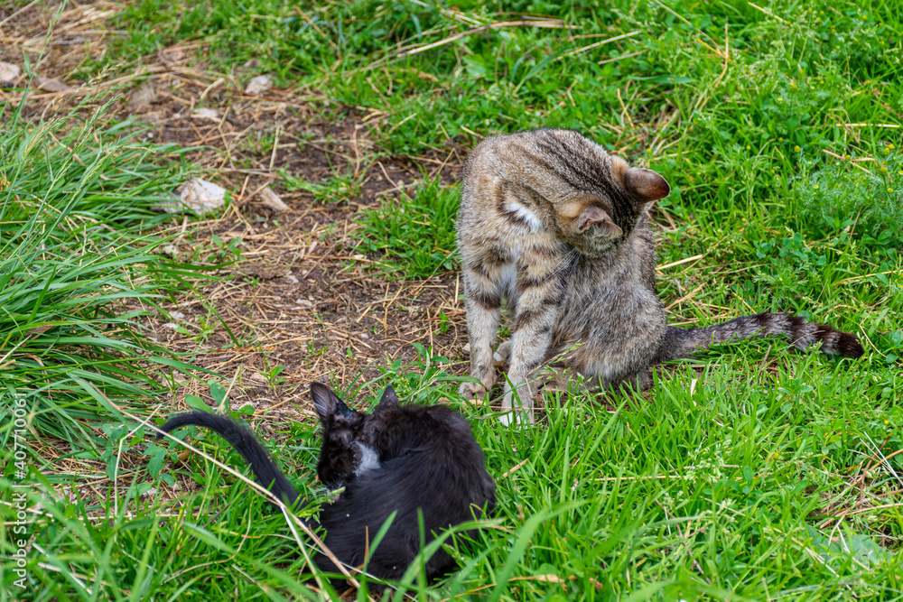Fototapeta premium cat in grass