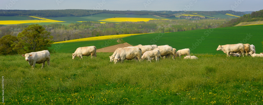 Obraz premium Panoramique troupeau de Charolaises en pâturage à La-Roche-Guyon (95780), département du Val-d'Oise en région Île-de-France, France.
