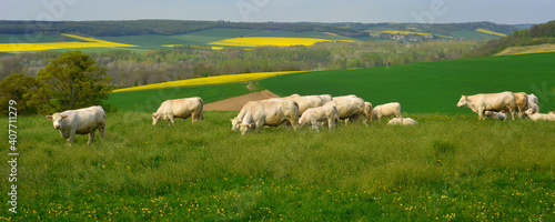 Panoramique troupeau de Charolaises en pâturage à La-Roche-Guyon (95780), département du Val-d'Oise en région Île-de-France, France.