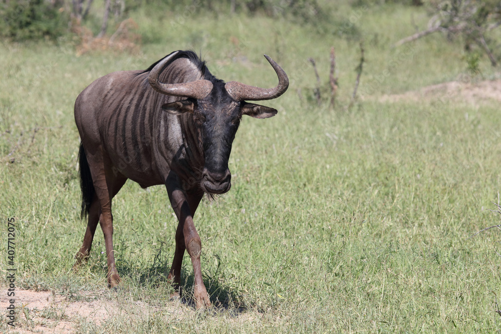 Streifengnu / Blue wildebeest / Connochaetes taurinus Streifengnu / Blue wildebeest / Connochaetes taurinus