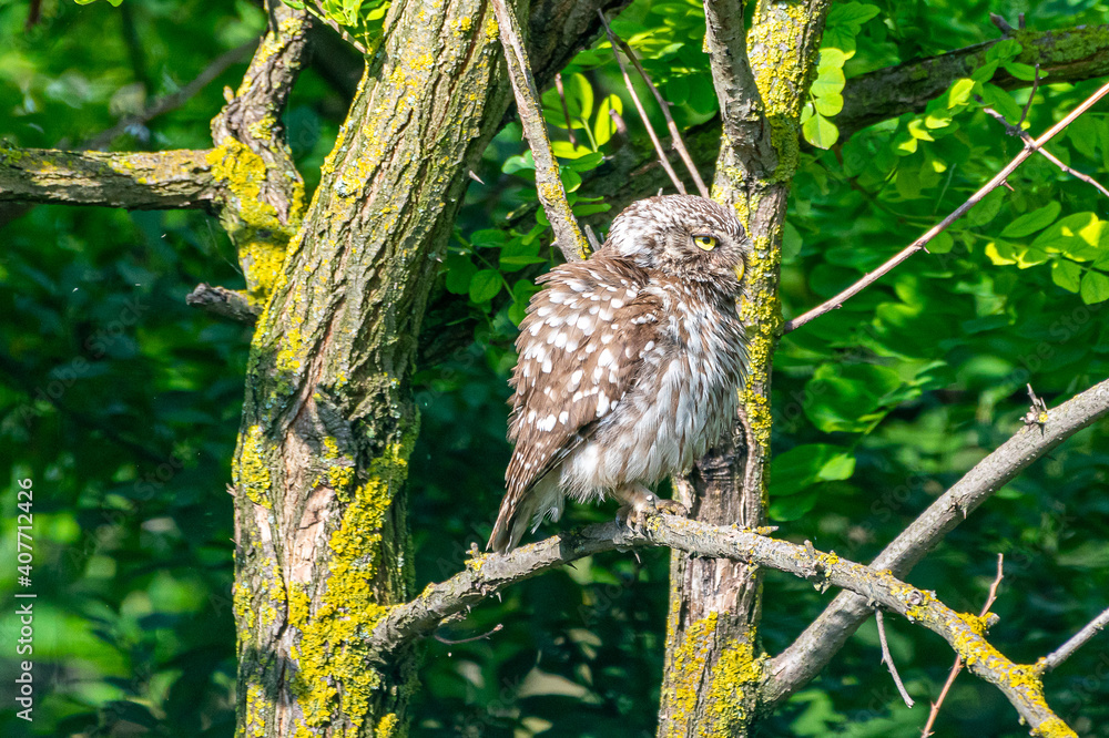 Athene noctua - Cucuvea - Little owl Athene noctua - Cucuvea - Little owl