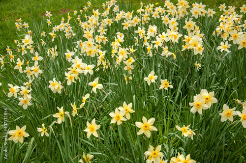 Daffodils in a springtime meadow.
