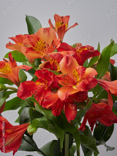 Modern flower bouquet of different colors  colorful bouquet of flowers.Gerberas  daisies  and Eustoma. Colorful background. Colorful postcard. Christmas card.