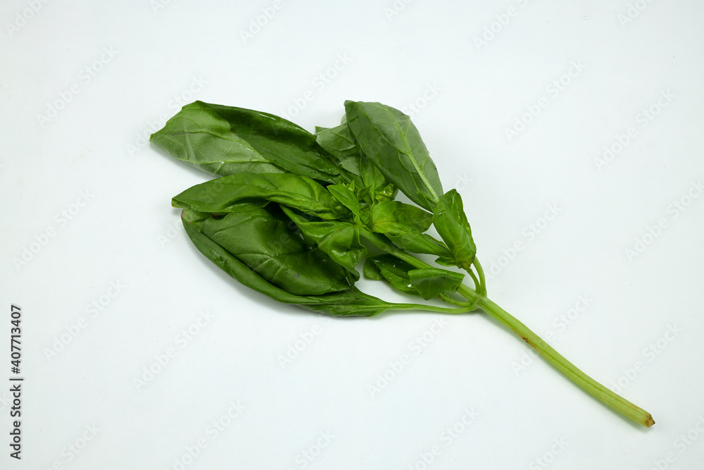 Branch with basil leaves, plant used in Italian food dishes Branch with basil leaves, plant used in Italian food dishes