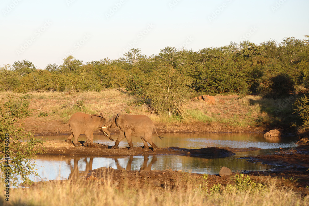 Afrikanischer Elefant / African elephant / Loxodonta africana. Afrikanischer Elefant / African elephant / Loxodonta africana.