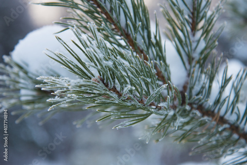 Snow-covered fir branches close-up. Christmas tree in hoarfrost, snowflakes. Winter season, frost and cold.