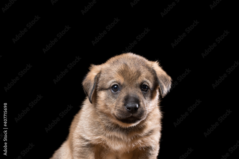 Portrait of a beautiful puppy on a black background. Horizontally framed shot. Portrait of a beautiful puppy on a black background. Horizontally framed shot.