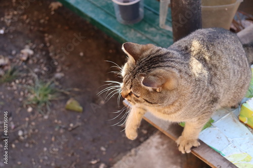 two cats play in the garden