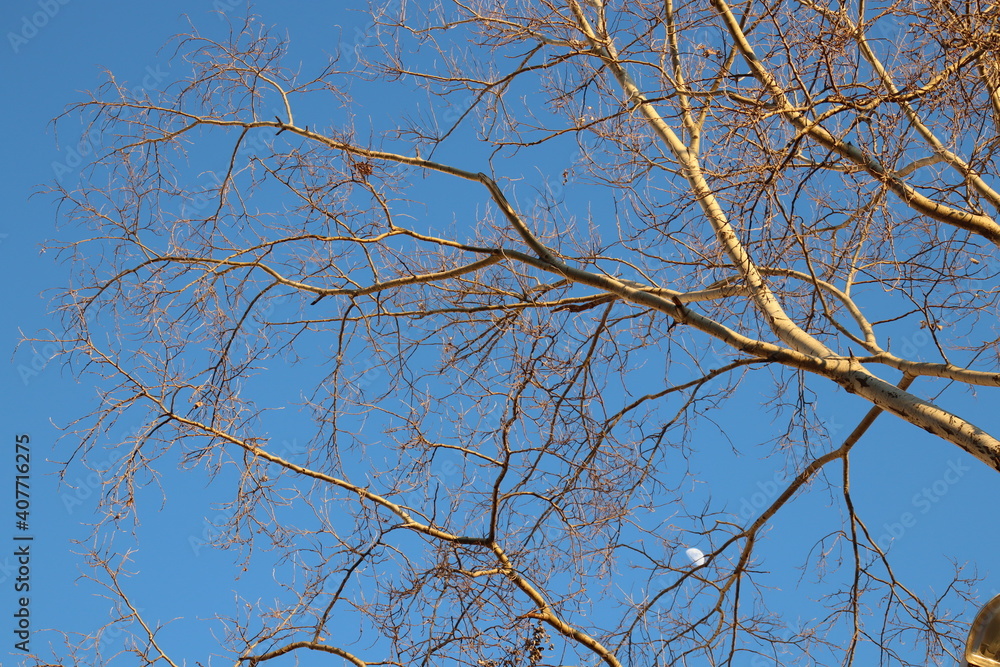tree branches against blue sky tree branches against blue sky