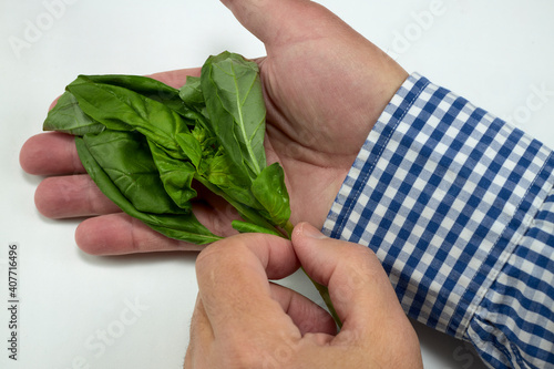 Branch with basil leaves, plant used in Italian food dishes