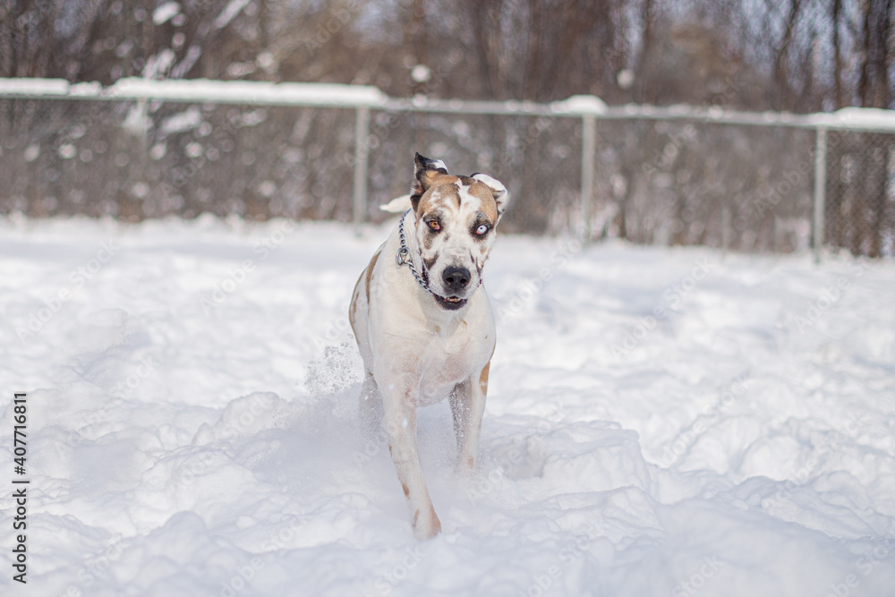 Harlequin great dane dog running in snow outside in winter