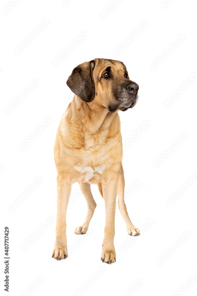 Obraz premium Broholmer dog