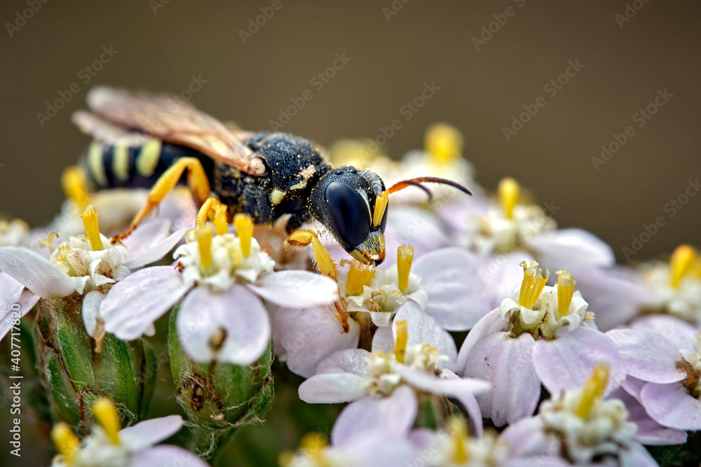 Grabwespe ( Lestica alata ). Grabwespe ( Lestica alata ).