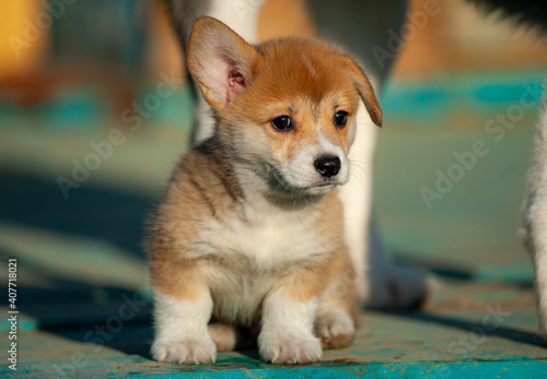 Cute baby corgi closeup