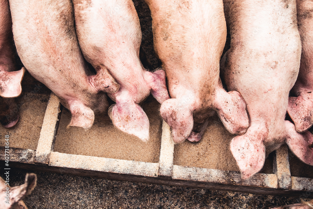 Pig on the farm. Bad conditions, pets Pig on the farm. Bad conditions, pets