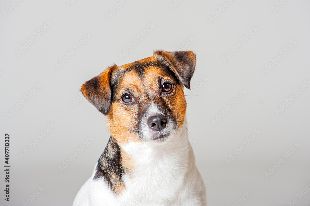 Jack Russell Terrier portrait, dog is looking at camera. Serious dog with mouth closed