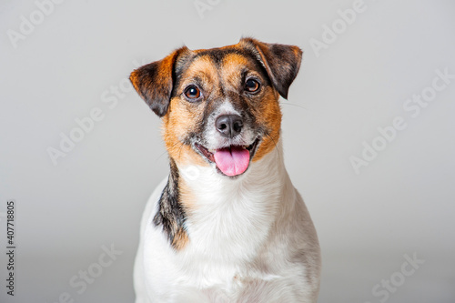 Jack Russell Terrier portrait, dog is looking at camera
