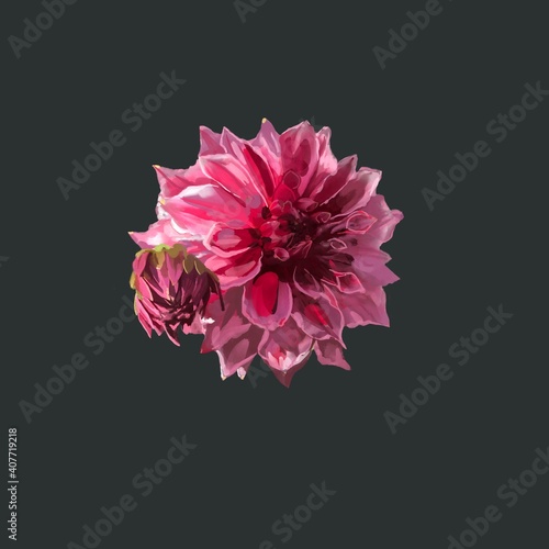 Beautiful background with hand-drawn delicate watercolor painting of red and pink dahlias. Stock drawing. Black background 