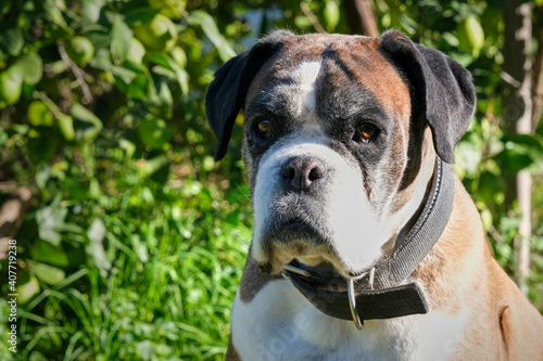 boxer dog looking attentively at its owner © Salva Ordaz