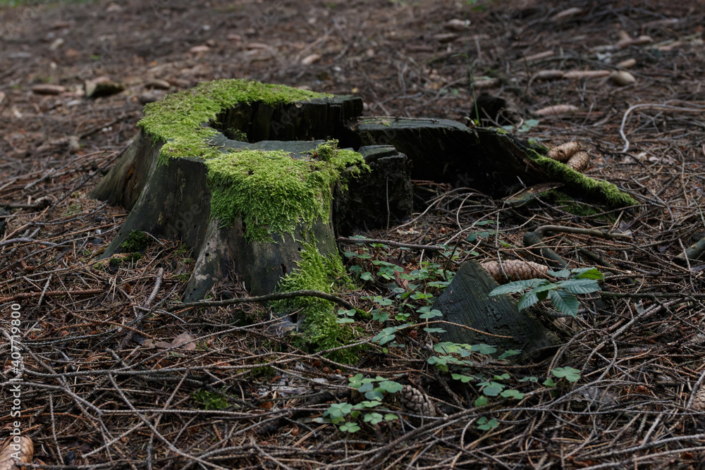 Obraz premium Forest in Czech republic