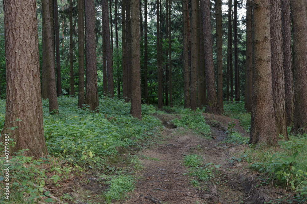 Fototapeta premium Forest in Czech republic