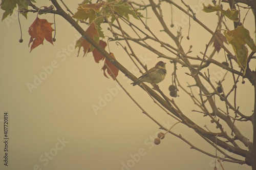 Gorrión en la niebla