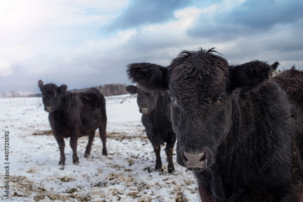 Fototapeta premium Young Black angus calf standing outside in winter pasture in quebec canada