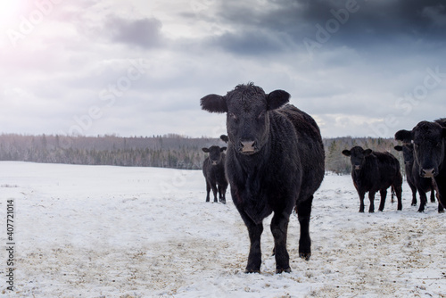 Wallpaper Mural Young Black angus calf standing outside in winter pasture in quebec canada Torontodigital.ca