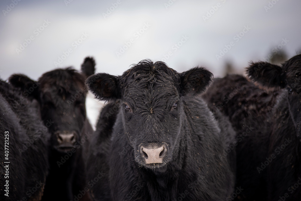 Young Black angus calf standing outside in winter pasture in quebec canada Young Black angus calf standing outside in winter pasture in quebec canada