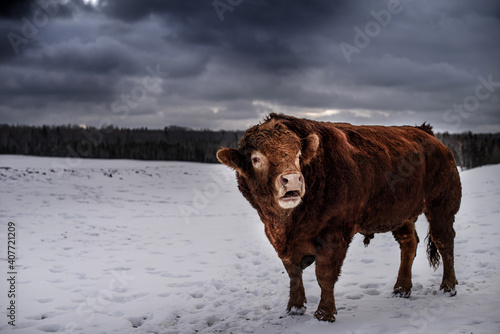 Wallpaper Mural Beautiful big red limousin red angus bull standing outside in winter pasture with dark blue clouds and mountain forest Torontodigital.ca