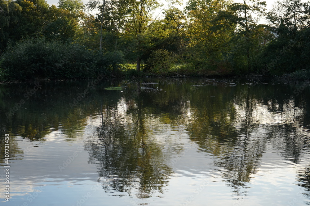 a park landscape with lush meadows