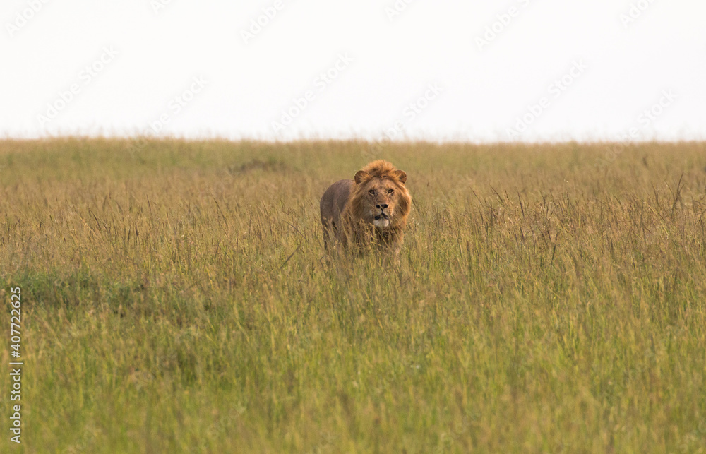 Fototapeta premium beautiful young male lion walking in the savannah grass on the look for prey 