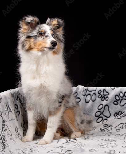 Blue-merle Sheltie-Hündin, 5 Monate, mit braunem und blauem Auge