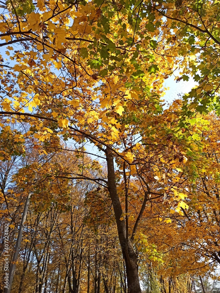 Gold autumn in the park, yellow leaves on trees, nature background, fall scape Gold autumn in the park, yellow leaves on trees, nature background, fall scape